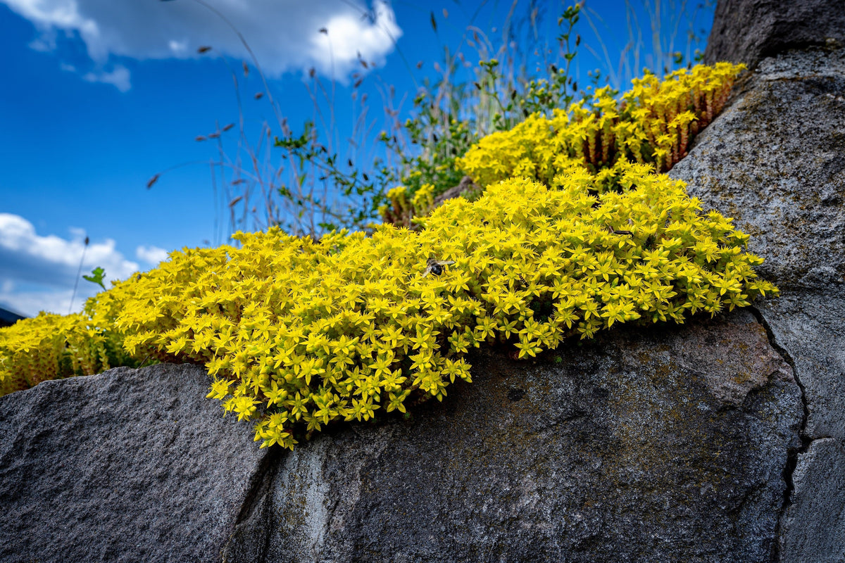 200 GOLDEN CARPET SEDUM Acre Gold Moss Stonecrop Flower Seeds