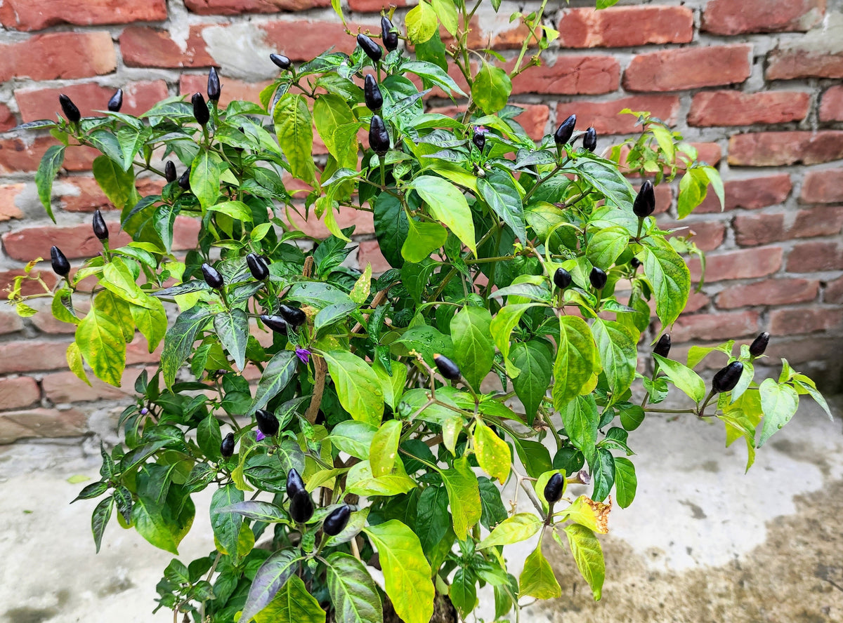 20 FILIUS BLUE PEPPER Capiscum Annuum Christmas Pepper Vegetable Seeds