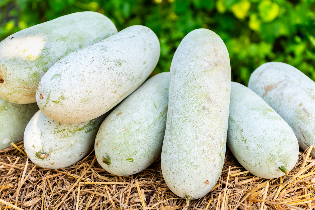 20 WAX GOURD Winter Melon White Ash Benincasa Hispida Vegetable Seeds