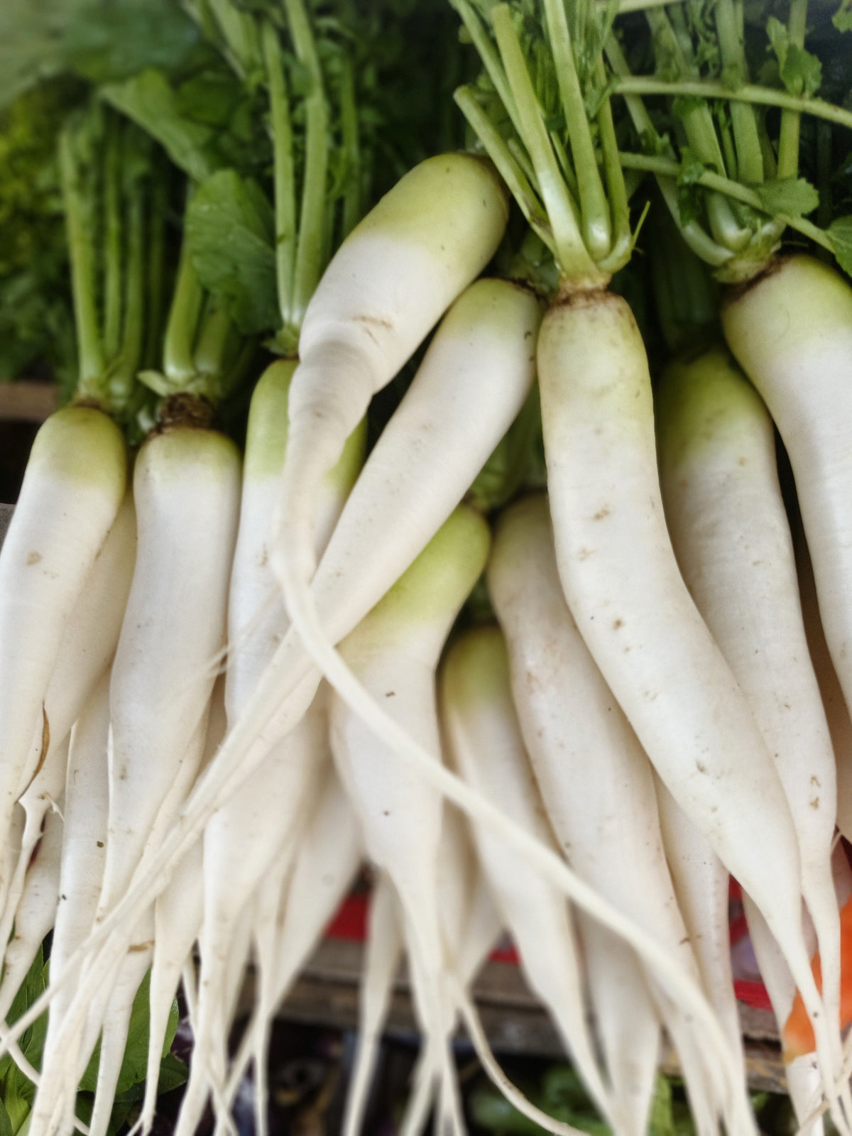 1250 WHITE ICICLE RADISH Raphanus Sativus Vegetable Seeds