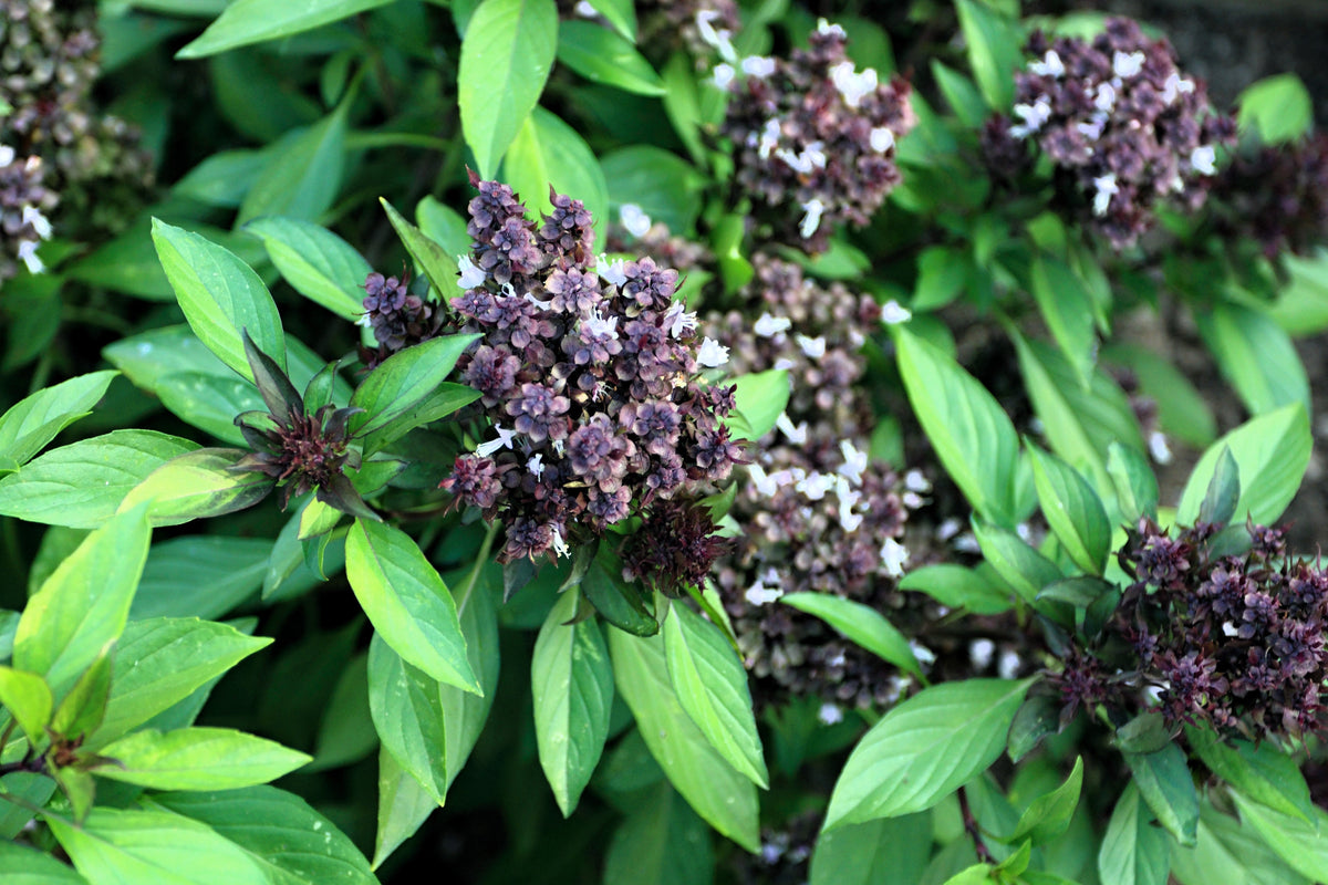 250 SIAM QUEEN Thai BASIL Ocimum Thyrsiflora Herb Flower Seeds