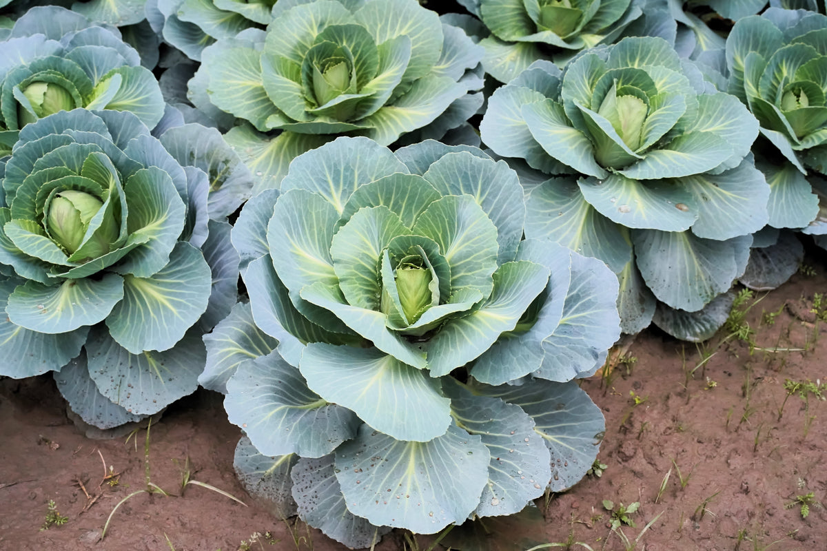 500 DANISH BALLHEAD CABBAGE Brassica Oleracea Capitata Vegetable Seeds
