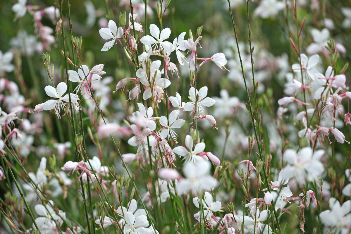 100 White GAURA WHIRLING BUTTERFLIES Gaura Lindheimeri Flower Seeds