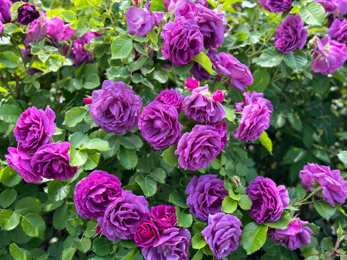 5 PURPLE ROSE Rosa Floribunda Bush Shrub Perennial Flower Seeds