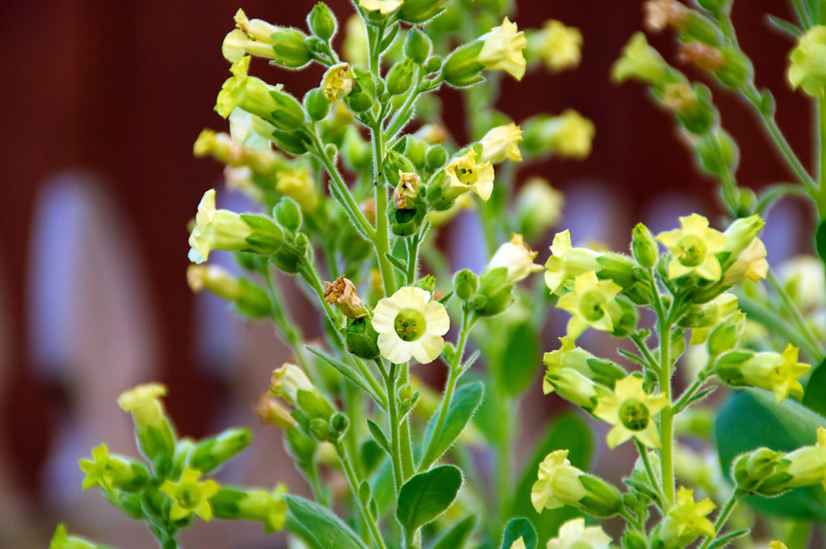 250 AZTEC TOBACCO Midewiwan Sacred Nicotiana Rustica Yellow Flower Herb Seeds