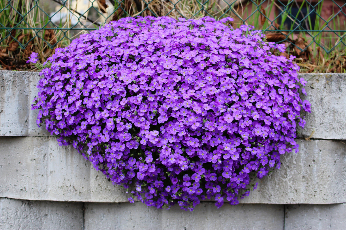 500 PURPLE ROCKCRESS Rock Cress Aubrieta Deltoidea Flower Seeds