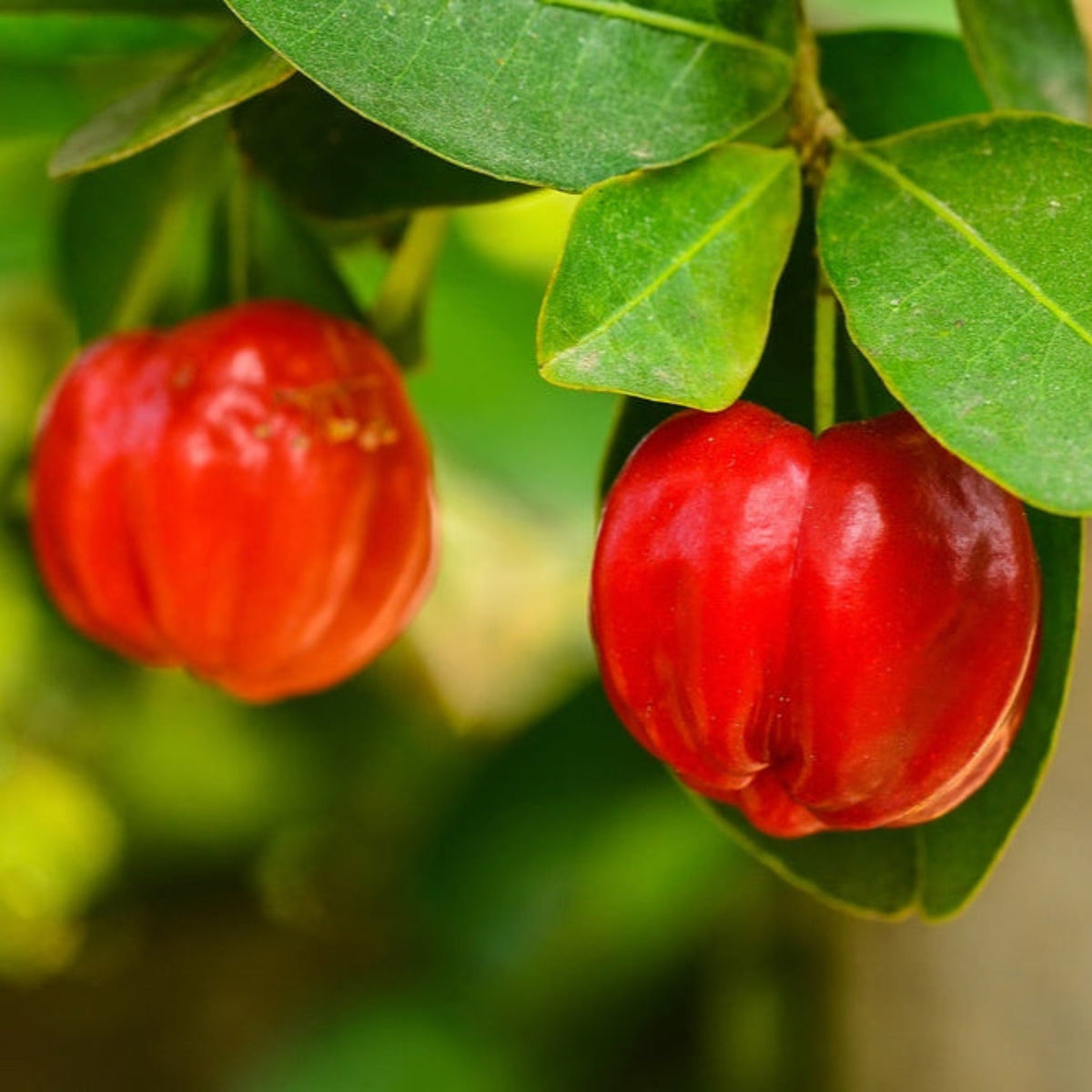 Barbados âAcerolaâ Cherry Tree