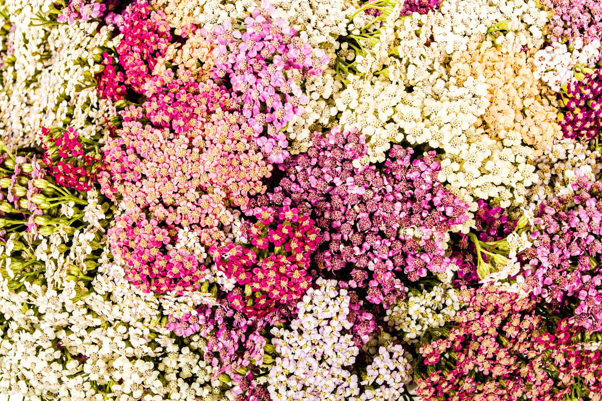 500 MIXED SUMMER YARROW Achillea Millefolium Red Pink White Gold Peach Herb Flower Seeds