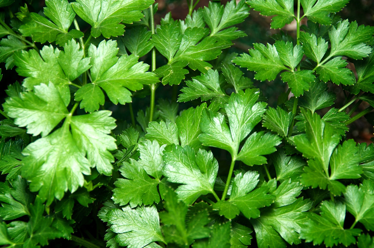 1000 GIANT ITALIAN Flat Leaf PARSLEY Petroselinum Crispum Neapolitanum Herb Vegetable Flower Seeds