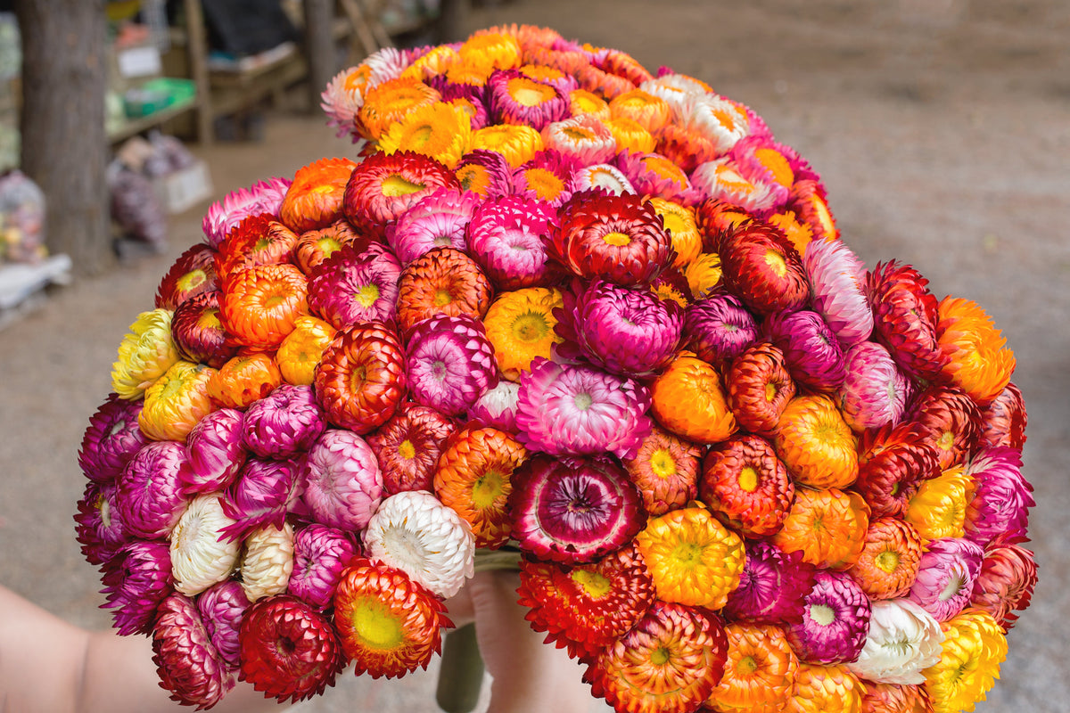 100 TALL Double MIXED Colors STRAWFLOWER Xerochrysum Bracteatum Helichrysum Monstrosum Flower Seeds