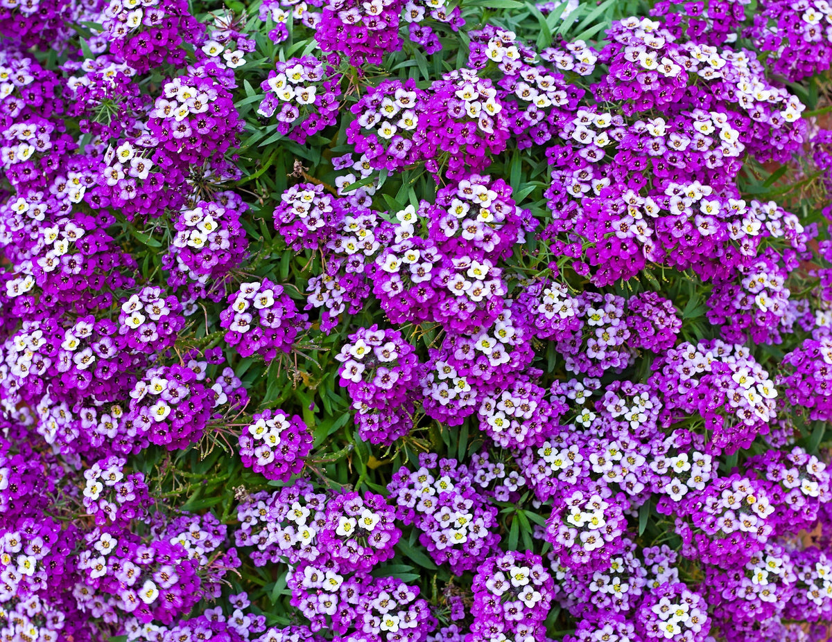 500 Sweet ALYSSUM ROYAL CARPET Lobularia Maritima Violet Blue Flower Seeds