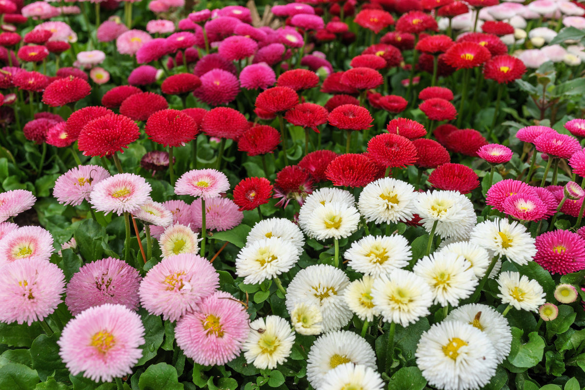 100 MIXED Colors ENGLISH DAISY Bellis Perennis Flower Seeds