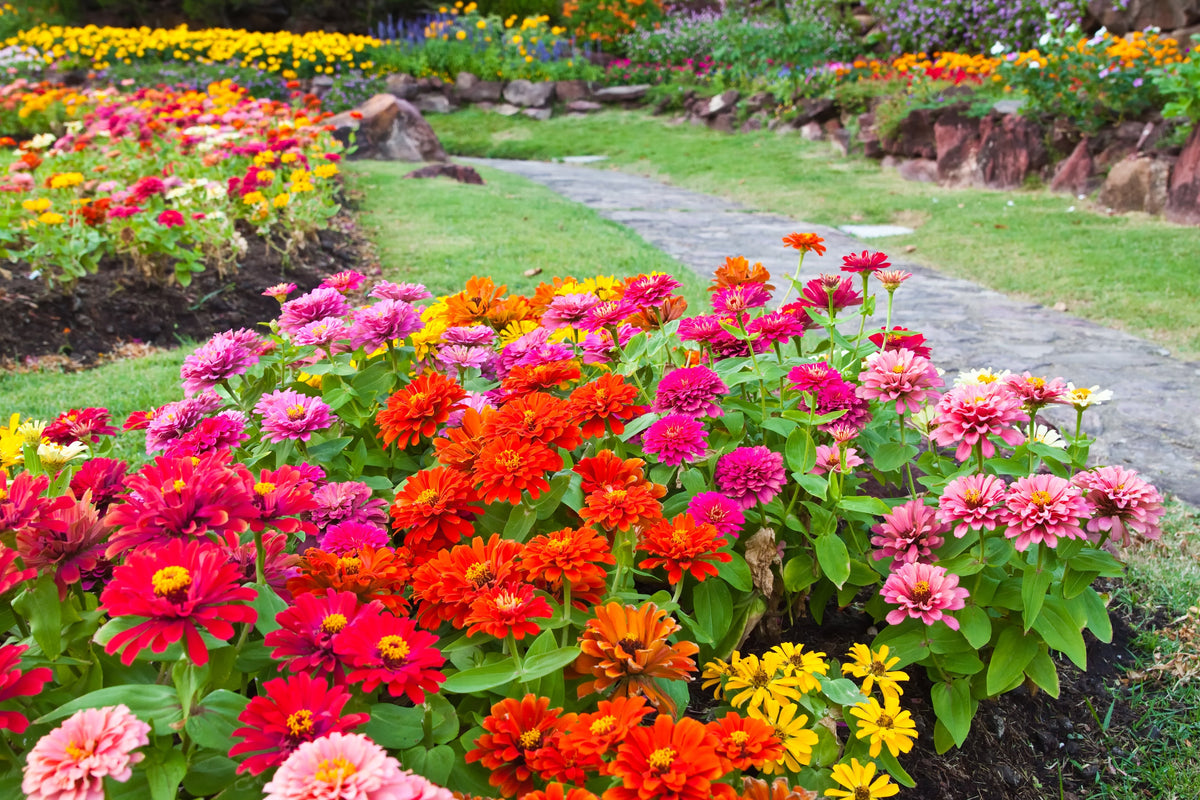 150 DWARF THUMBELINA ZINNIA Elegans Mixed Colors Flower Seeds