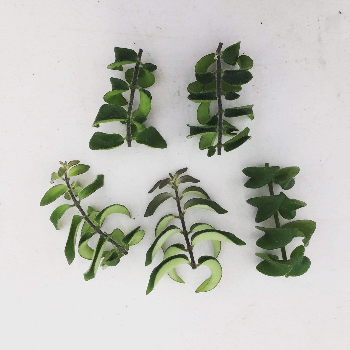 Aeschynanthus Lipstick Twister, Cuttings x5