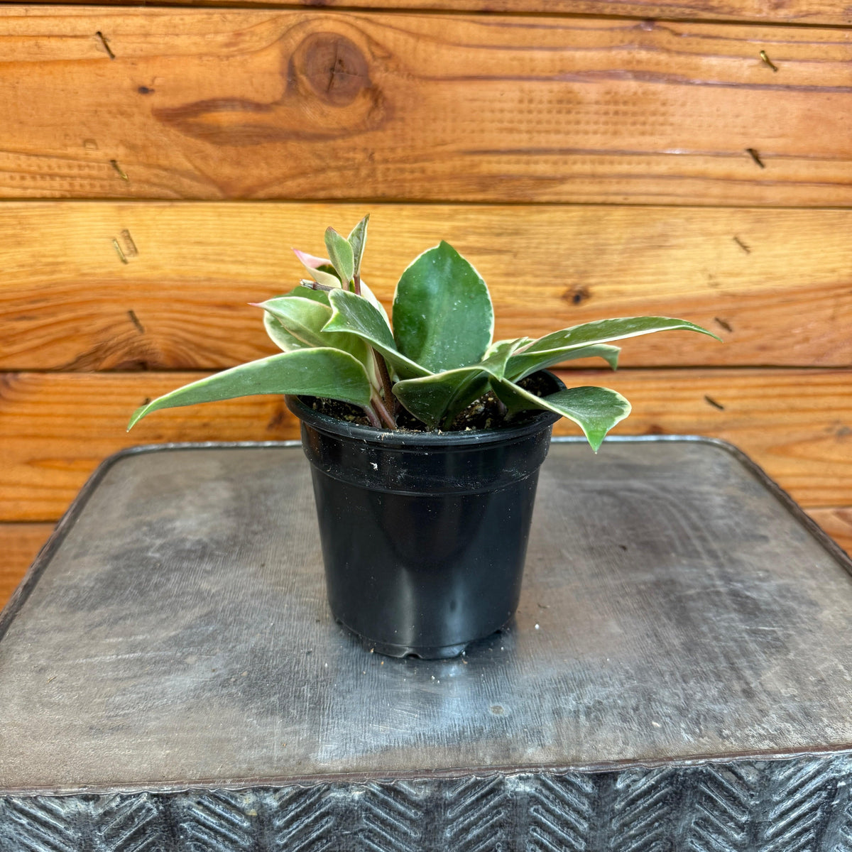 Hoya Carnosa Albomarginata, 4" Plant