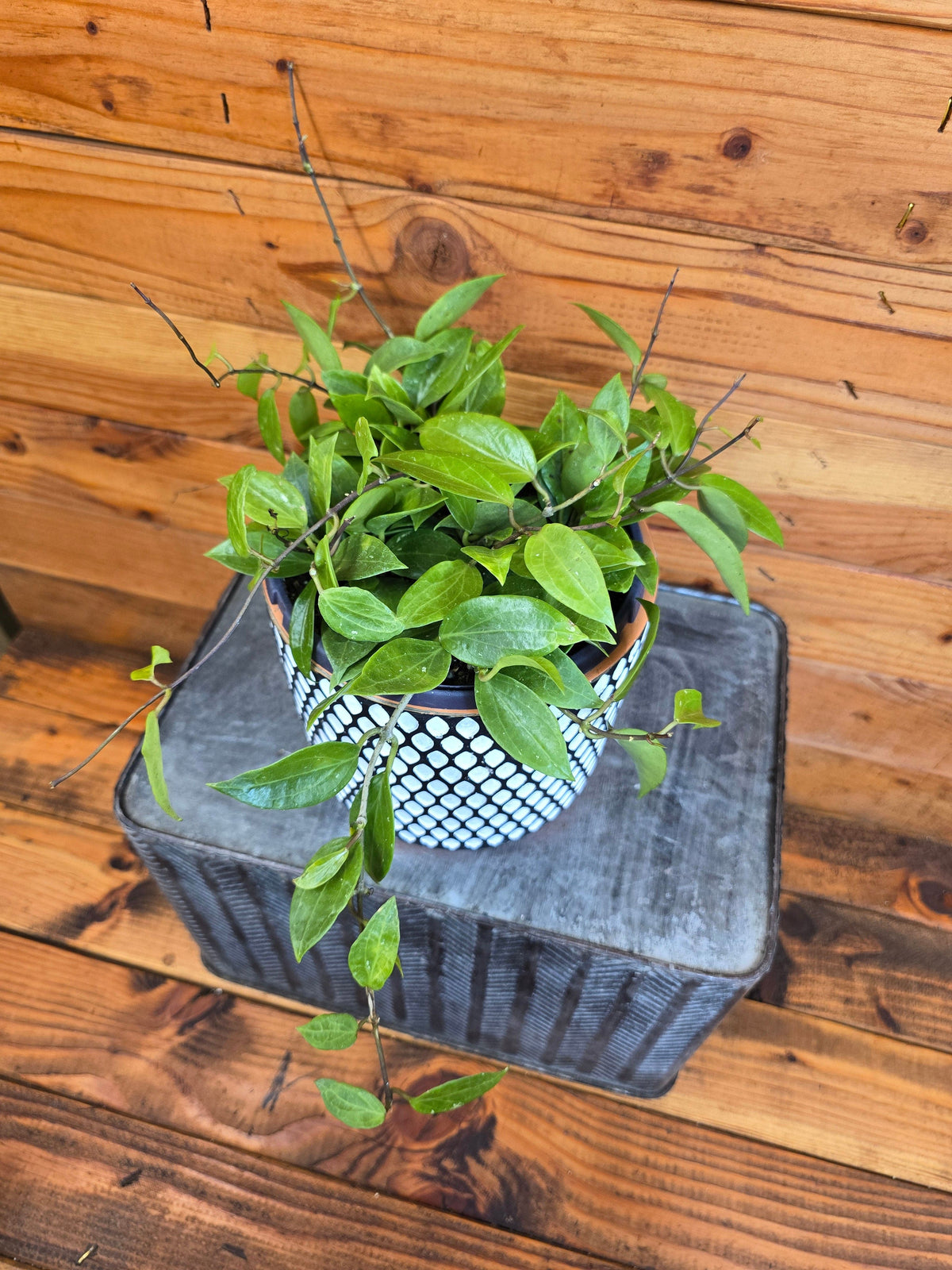 Hoya Limoniaca, 6" Plant