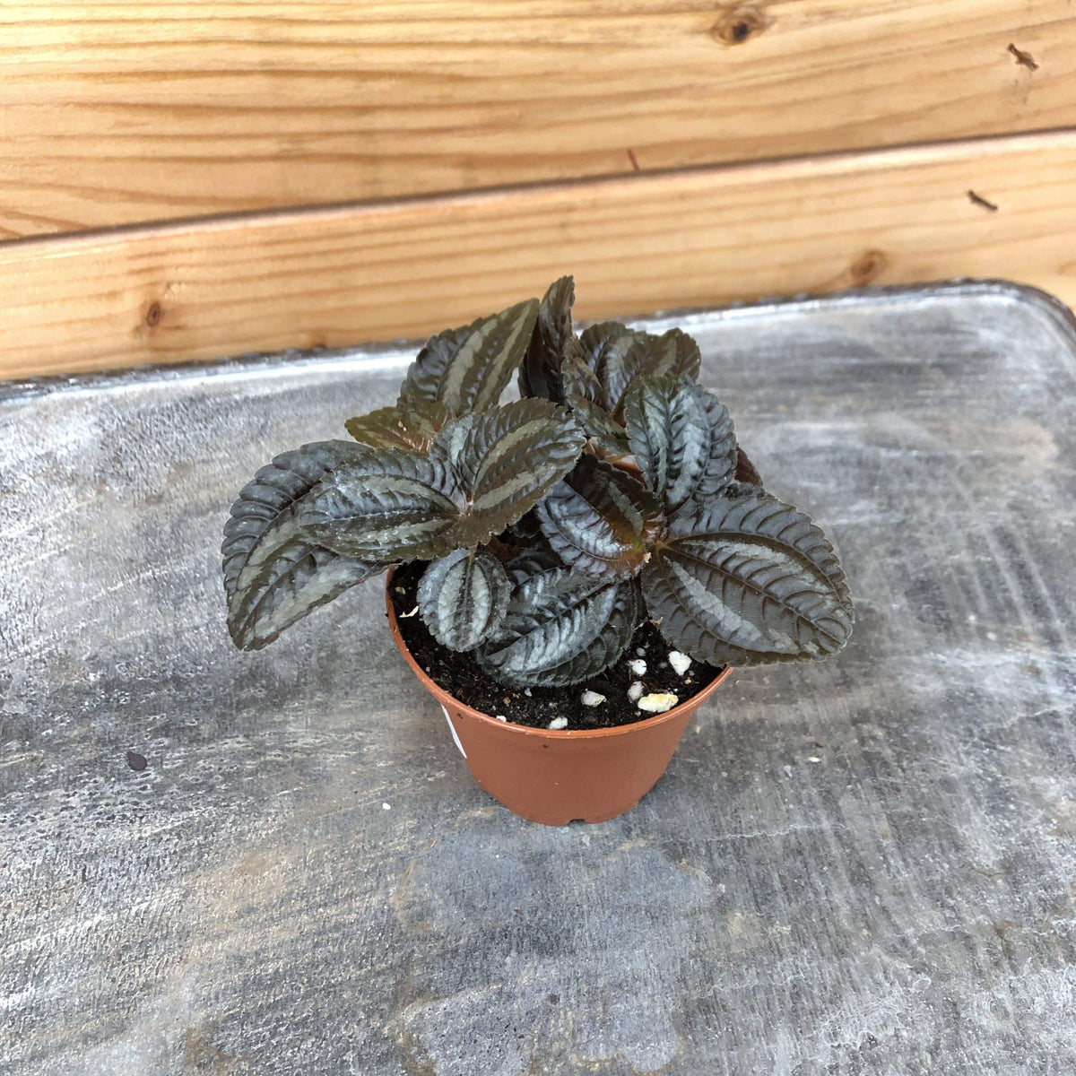 Pilea Norfolk, 2" Plant