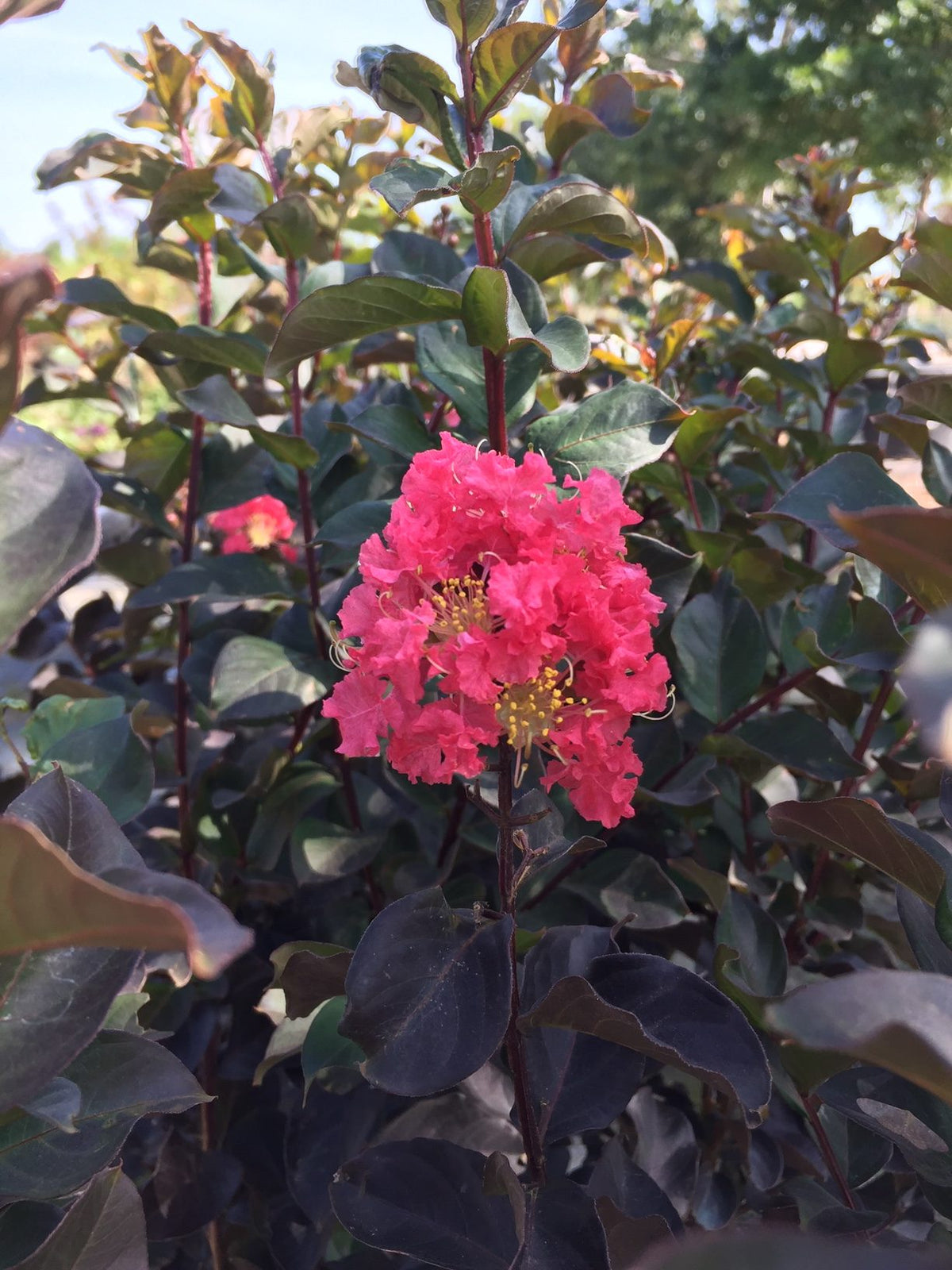 Thunderstruckâ¢ Coral Boomâ¢ Crape Myrtle