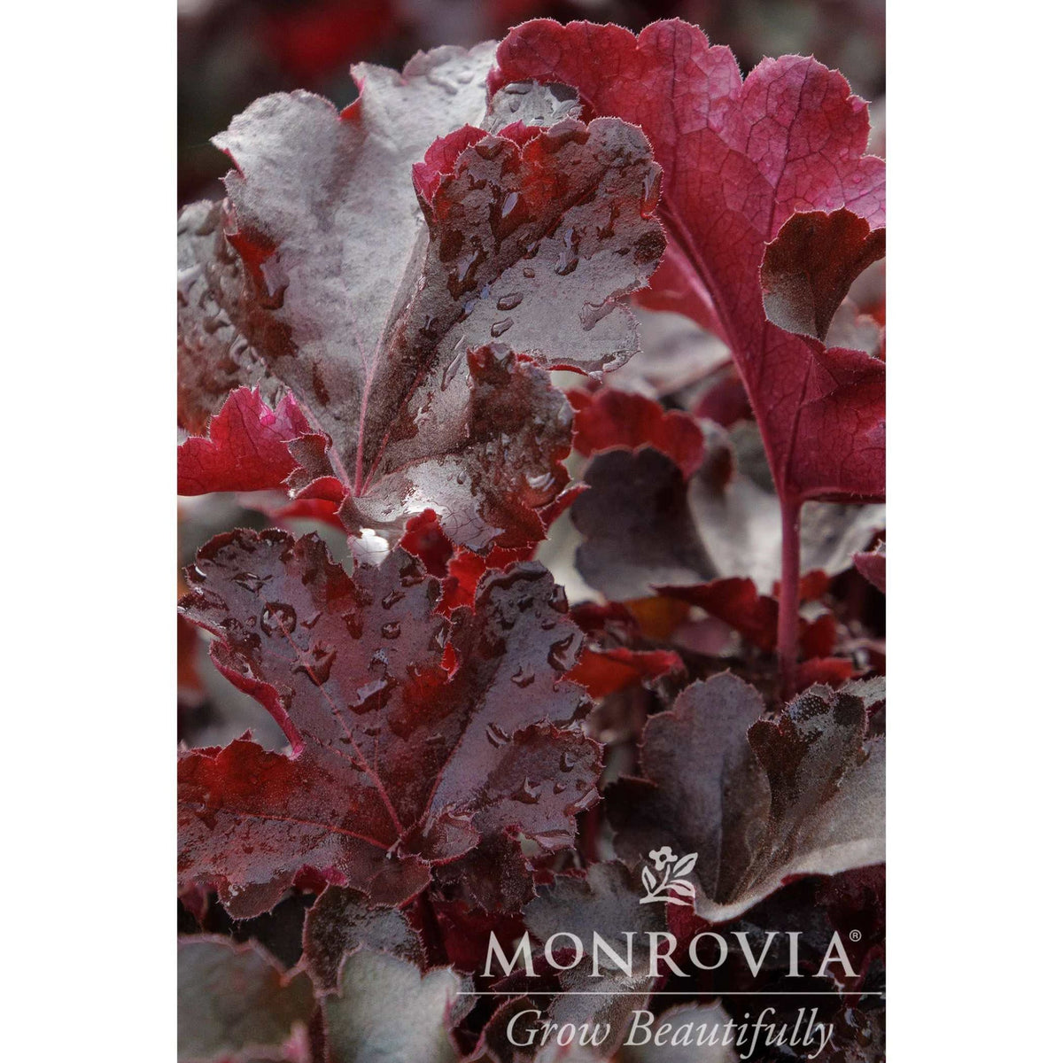 Balboa SunsetÂ® Heuchera