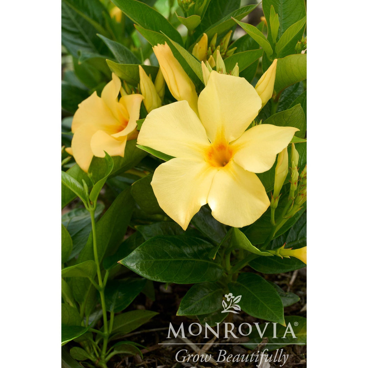 Sun ParasolÂ® Sunbeam Mandevilla