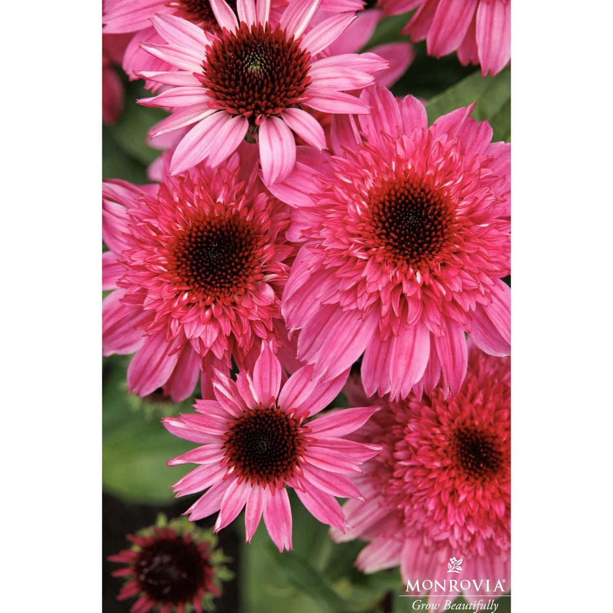 Double Scoopâ¢ Watermelon Deluxe Coneflower