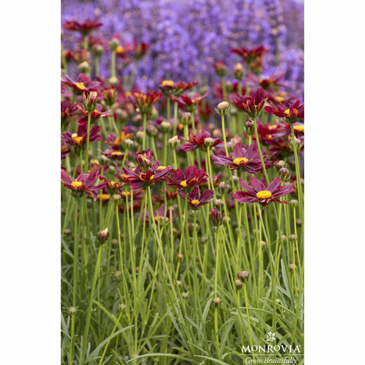 Li'l Bangâ¢ Red Elf Coreopsis